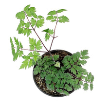 Load image into Gallery viewer, Actaea, 1 gal, Pink Spike