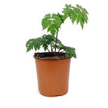 Load image into Gallery viewer, Actaea, 1 gal, Pink Spike