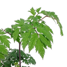 Load image into Gallery viewer, Actaea, 1 gal, Pink Spike