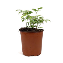Load image into Gallery viewer, Aegopodium, 1 gal, Podagraria Variegatum