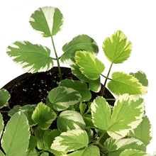 Load image into Gallery viewer, Aegopodium, 1 gal, Podagraria Variegatum