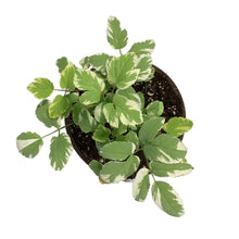 Load image into Gallery viewer, Aegopodium, 1 gal, Podagraria Variegatum
