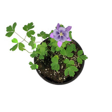 Load image into Gallery viewer, Aquilegia, 1 gal, Earlybird Mix