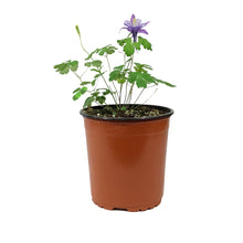 Load image into Gallery viewer, Aquilegia, 1 gal, Earlybird Mix