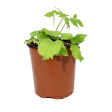 Load image into Gallery viewer, Aralia, 1 gal, Cordata Sun King