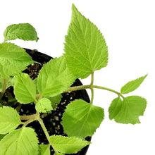 Load image into Gallery viewer, Aralia, 1 gal, Cordata Sun King