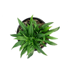 Load image into Gallery viewer, Aster, 1 gal, Woods Blue