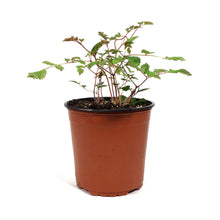 Load image into Gallery viewer, Astilbe, 1 gal, Color Flash Lime