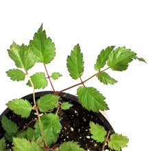 Load image into Gallery viewer, Astilbe, 1 gal, Color Flash Lime