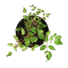 Load image into Gallery viewer, Astilbe, 1 gal, Color Flash Lime