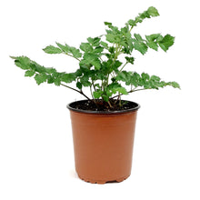 Load image into Gallery viewer, Astilbe, 1 gal, Black Pearls