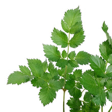 Load image into Gallery viewer, Astilbe, 1 gal, Black Pearls