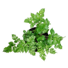 Load image into Gallery viewer, Astilbe, 1 gal, Black Pearls