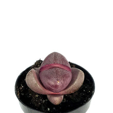 Load image into Gallery viewer, Succulent, 2in, Split Rocks Royal Flush