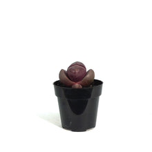 Load image into Gallery viewer, Succulent, 2in, Split Rocks Royal Flush