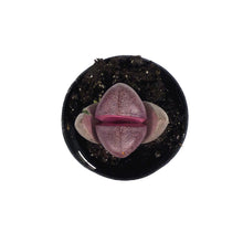 Load image into Gallery viewer, Succulent, 2in, Split Rocks Royal Flush