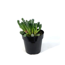 Load image into Gallery viewer, Succulent, 2in, Baby Toes