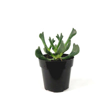Load image into Gallery viewer, Succulent, 2in, Elk Horns
