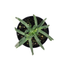 Load image into Gallery viewer, Succulent, 2in, Elk Horns