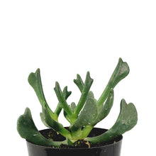 Load image into Gallery viewer, Succulent, 2in, Elk Horns
