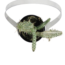 Load image into Gallery viewer, Cactus, 2.5in, Euphorbia mammillaris variegata