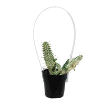 Load image into Gallery viewer, Cactus, 2.5in, Euphorbia mammillaris variegata