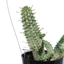 Load image into Gallery viewer, Cactus, 2.5in, Euphorbia mammillaris variegata