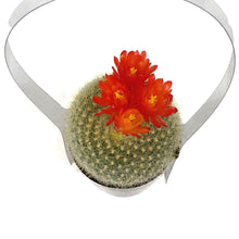 Load image into Gallery viewer, Cactus, 2.5in, Notocactus Scarlet Crown