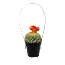 Load image into Gallery viewer, Cactus, 2.5in, Notocactus Scarlet Crown
