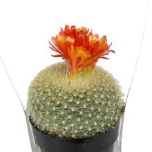 Load image into Gallery viewer, Cactus, 2.5in, Notocactus Scarlet Crown