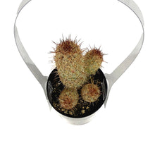 Load image into Gallery viewer, Cactus, 2.5in, Mammillaria Elongata 'Julio'