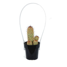 Load image into Gallery viewer, Cactus, 2.5in, Mammillaria Elongata 'Julio'