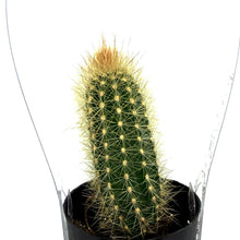Load image into Gallery viewer, Cactus, 2.5in, Austrocephalocereus estevesii
