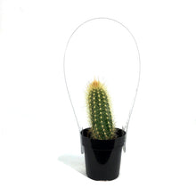 Load image into Gallery viewer, Cactus, 2.5in, Austrocephalocereus estevesii