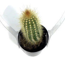Load image into Gallery viewer, Cactus, 2.5in, Austrocephalocereus estevesii