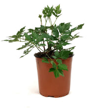 Load image into Gallery viewer, Astilbe, 1 gal, Vision Inferno