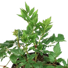 Load image into Gallery viewer, Astilbe, 1 gal, Vision Inferno