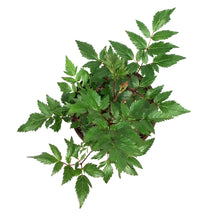 Load image into Gallery viewer, Astilbe, 1 gal, Montgomery