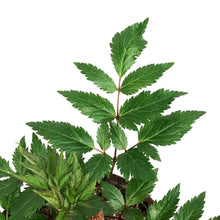 Load image into Gallery viewer, Astilbe, 1 gal, Montgomery