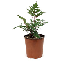 Load image into Gallery viewer, Astilbe, 1 gal, Montgomery