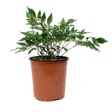 Load image into Gallery viewer, Astilbe, 1 gal, Peach Blossom