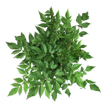 Load image into Gallery viewer, Astilbe, 1 gal, Rheinland