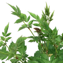 Load image into Gallery viewer, Astilbe, 1 gal, Rheinland