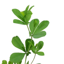 Load image into Gallery viewer, Baptisia, 1 gal, Australis