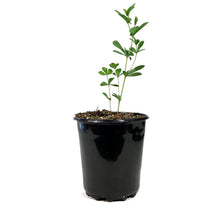 Load image into Gallery viewer, Baptisia, 1 gal, Australis