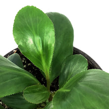 Load image into Gallery viewer, Bergenia, 1 gal, Bressingham White
