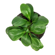 Load image into Gallery viewer, Bergenia, 1 gal, Bressingham White