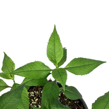 Load image into Gallery viewer, Chelone, 1 gal, Lyonii Tiny Tortuga