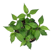 Load image into Gallery viewer, Chelone, 1 gal, Lyonii Tiny Tortuga
