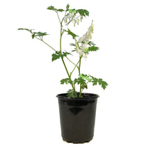 Load image into Gallery viewer, Dicentra, 1 gal, White Bleeding Hearts
